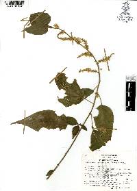 Chamissoa altissima image