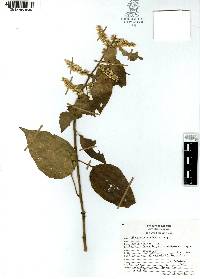 Chamissoa altissima image