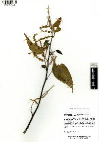 Chamissoa altissima image