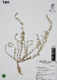Oxybasis glauca image