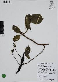 Cryptostegia madagascariensis image
