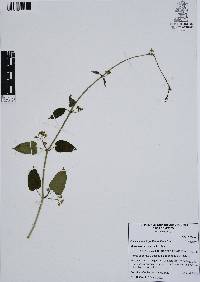 Cynanchum foetidum image