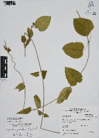 Cynanchum foetidum image