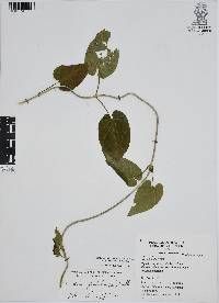Cynanchum foetidum image