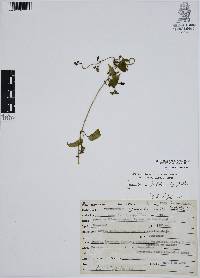 Cynanchum foetidum image