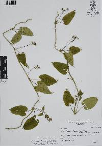 Cynanchum foetidum image