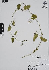 Cynanchum foetidum image