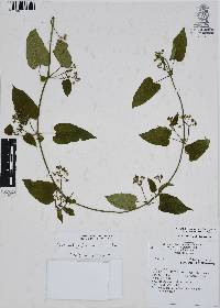 Cynanchum foetidum image