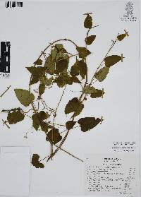 Cynanchum foetidum image