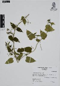 Cynanchum foetidum image