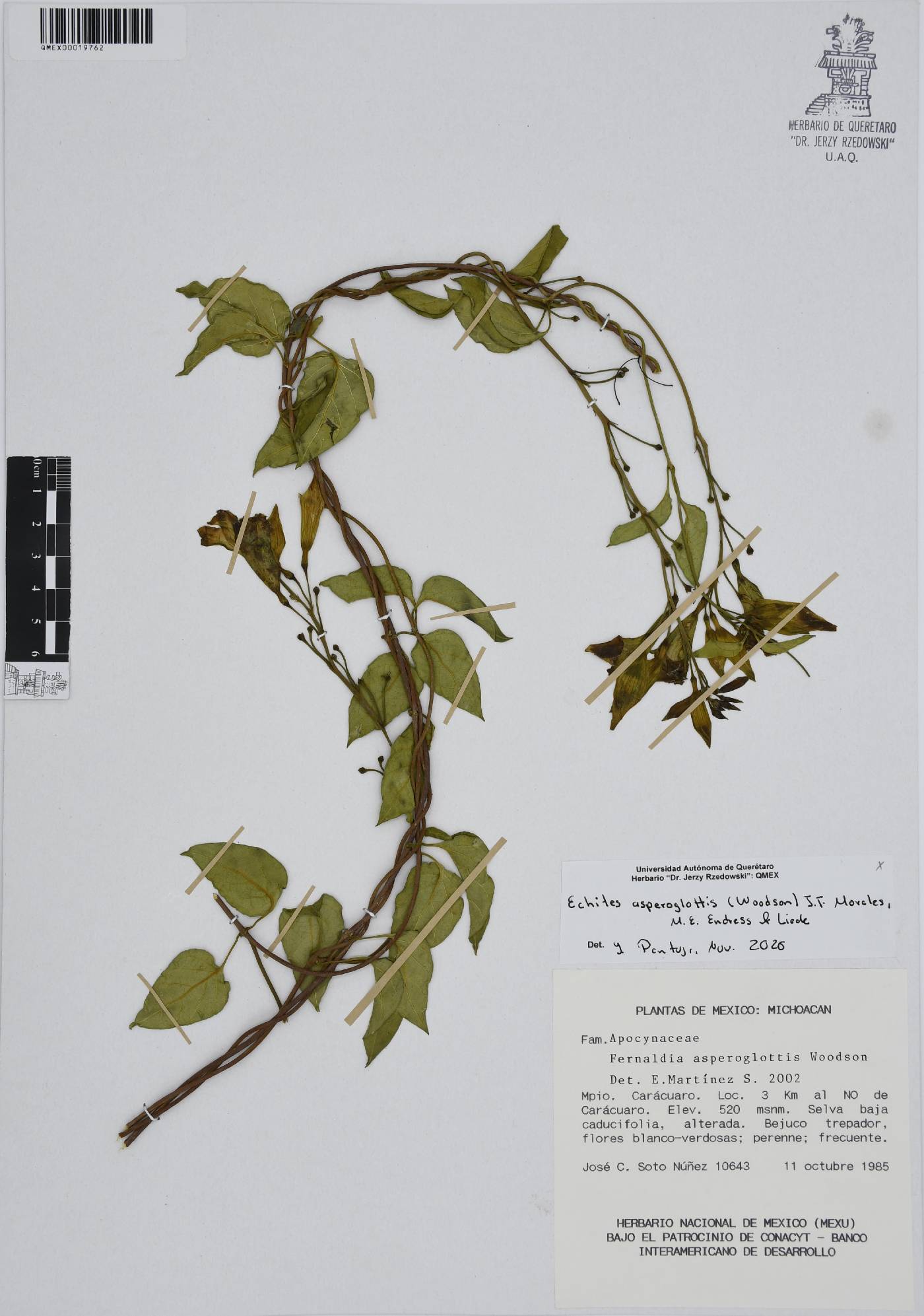 Echites asperoglottis image