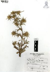 Eryngium beecheyanum image