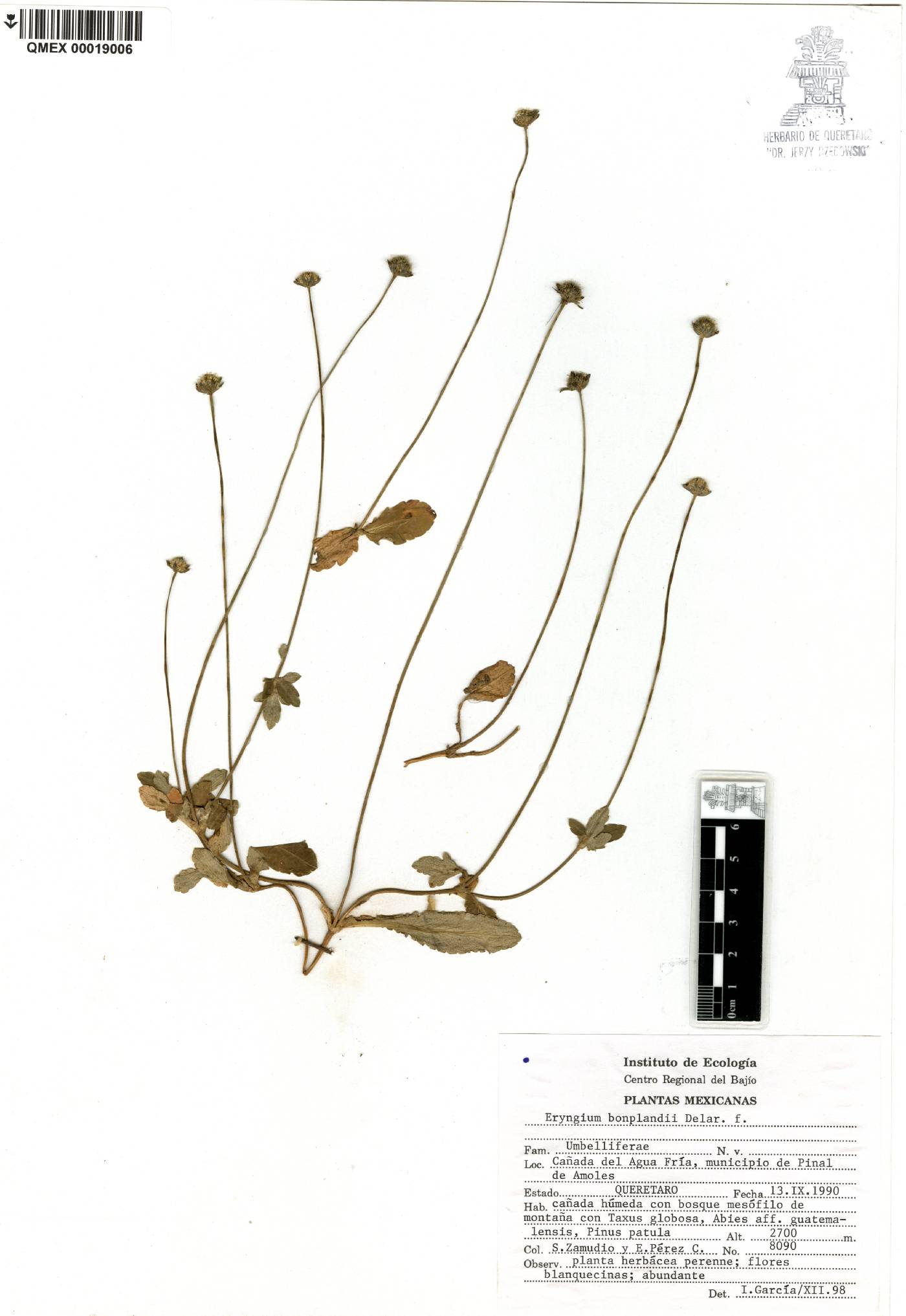 Eryngium bonplandii image