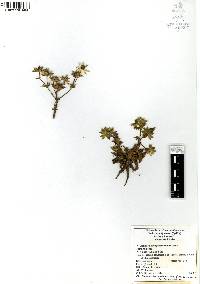 Eryngium carlinae image