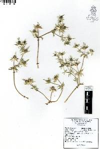 Eryngium carlinae image