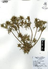 Eryngium carlinae image