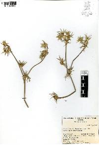 Eryngium carlinae image