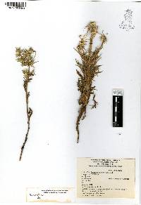 Eryngium carlinae image