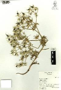 Eryngium carlinae image