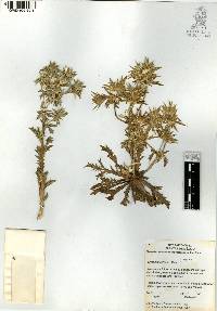 Eryngium carlinae image