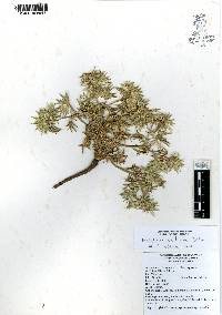 Eryngium carlinae image