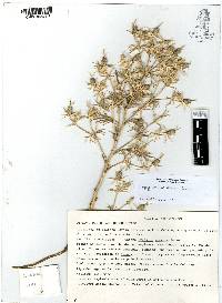 Eryngium carlinae image