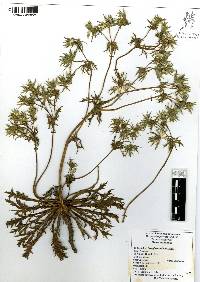 Eryngium carlinae image