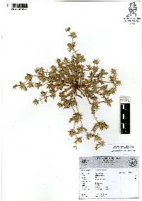 Eryngium carlinae image