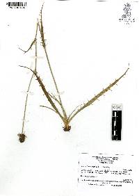 Eryngium carlinae image