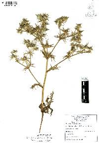 Eryngium carlinae image