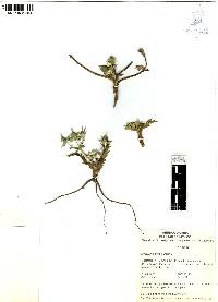 Eryngium carlinae image