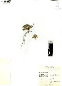 Eryngium carlinae image