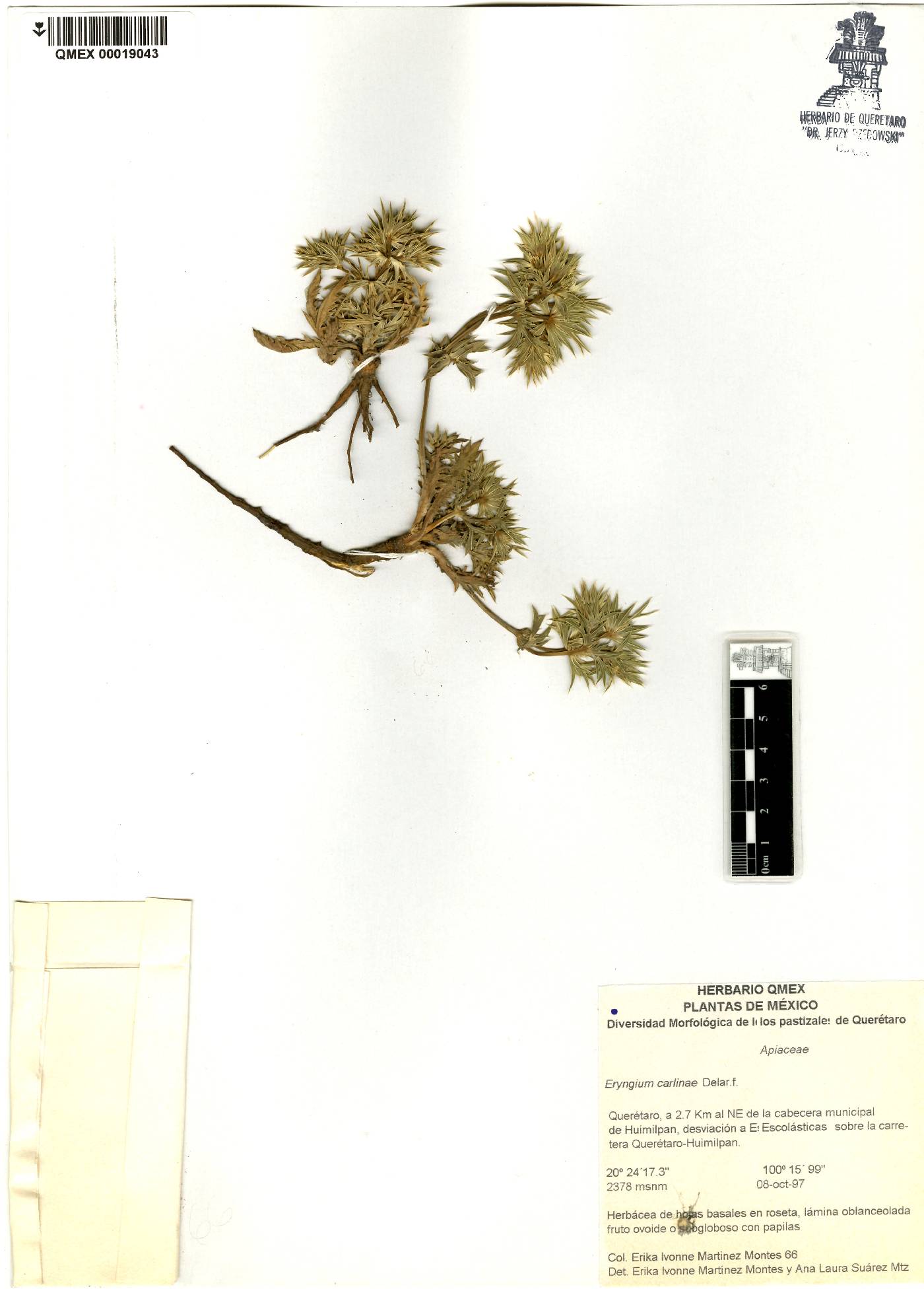 Eryngium carlinae image