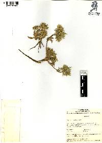 Eryngium carlinae image