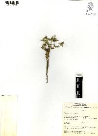 Eryngium carlinae image