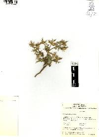 Eryngium carlinae image