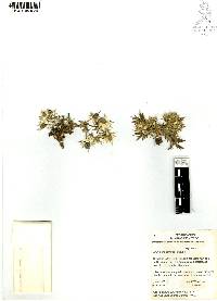 Eryngium carlinae image