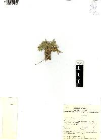 Eryngium carlinae image