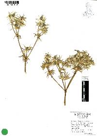 Eryngium carlinae image