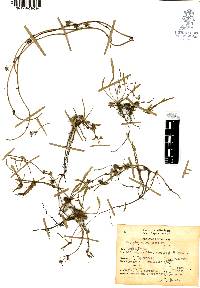 Eryngium cervantesii image