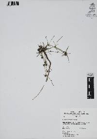 Eryngium cervantesii image