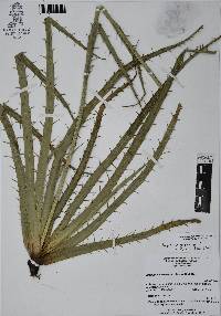 Eryngium columnare image