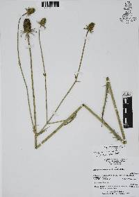 Eryngium columnare image
