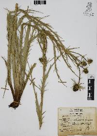 Eryngium columnare image