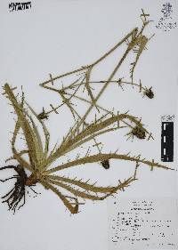 Eryngium columnare image