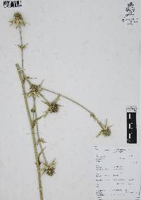 Eryngium columnare image