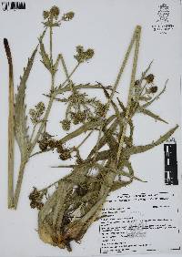 Eryngium columnare image