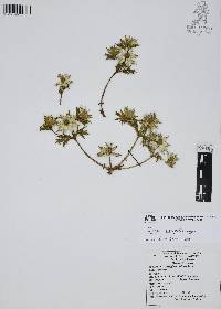 Eryngium heterophyllum image