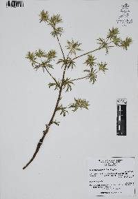 Eryngium heterophyllum image