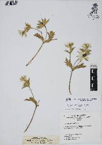 Eryngium heterophyllum image